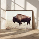 Bison in Field Wall Art Canvas Print For Farmhouse Barn