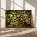 Ancient Angel Oak Tree Art Sunburst Canvas Print-