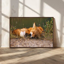 Sleeping Fox Wall Art Canvas Print, Farmhouse Wall Decor and