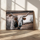 Texas Longhorn Wall Art Canvas Print – Framed Spotted Bull