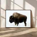 Bison Wall Art Canvas Print – Framed Western Wildlife