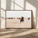 Bison Herd Wall Art Canvas Print – Framed Western Prairie