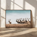 Elk Herd Wall Art Canvas Print – Framed Wildlife Photography