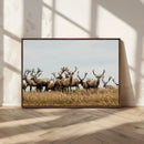 Elk Herd Wall Art Canvas Print – Framed Wildlife Photography