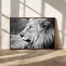 African Lion Wall Art Canvas Print – Majestic Wildlife