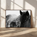 Black Horse in Snow Canvas Print | Winter Horse Wall Art |