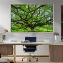 Angel Oak Tree Wall Art Canvas Print – Framed Majestic