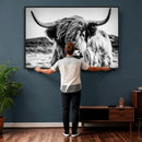 Black and White Scottish Cow Canvas Wall Art Highland Cattle
