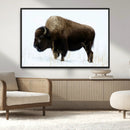 Bison Wall Art Canvas Print – Framed Western Wildlife
