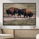 Bison Wall Art Canvas Print – Framed Western Wildlife Modern