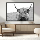 Newfoundland Cow Art Wall Art, Black White Cow Art Wall Art