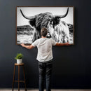 Black and White Scottish Cow Canvas Wall Art Highland Cattle