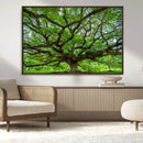 Angel Oak Tree Wall Art Canvas Print – Framed Majestic