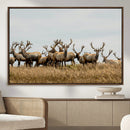 Elk Herd Wall Art Canvas Print – Framed Wildlife Photography by MyGreatCanvas | Canvas Wall Art Prints | Photo Prints & Wall Decor