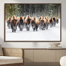 Bison Herd Scene Wall Art Canvas Print – Framed Western by MyGreatCanvas | Canvas Wall Art Prints | Photo Prints & Wall Decor