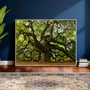 Angel Oak Tree Wall Art Canvas Print | Forest Tree Nature