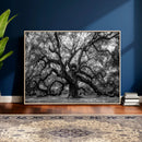 Black and White Old Angel Oak Tree Wall Art Canvas Print