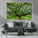 Ancient Tree Wall Art Canvas Print, Framed Sprawling by MyGreatCanvas | Canvas Wall Art Prints | Photo Prints & Wall Decor