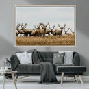 Elk Herd Wall Art Canvas Print – Framed Wildlife Photography