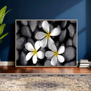 Plumeria Frangipani Black Stone Canvas | White Flower Spa by MyGreatCanvas | Canvas Wall Art Prints | Photo Prints & Wall Decor