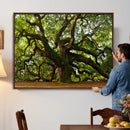 Angel Oak Tree Wall Art Canvas Print | Forest Tree Nature