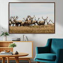 Elk Herd Wall Art Canvas Print – Framed Wildlife Photography