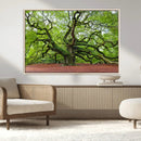 Framed Angel Oak Tree Wall Art - 3-Panel Canvas Prints, by MyGreatCanvas | Canvas Wall Art Prints | Photo Prints & Wall Decor