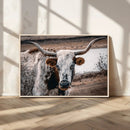 Texas Longhorn Wall Art Canvas Print – Framed Spotted Bull