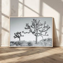 Joshua Tree Wall Art Canvas Print – Framed Black White