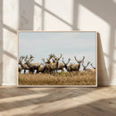 Elk Herd Wall Art Canvas Print – Framed Wildlife Photography