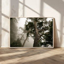 Misty Forest Tall Trees Foggy Atmosphere Nature Serenity by MyGreatCanvas | Canvas Wall Art Prints | Photo Prints & Wall Decor