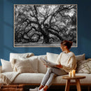 Black and White Old Angel Oak Tree Wall Art Canvas Print
