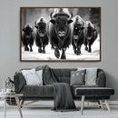 American Bison Art | Buffalo Herd Wall Art Canvas Print, BW