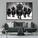 American Bison Art | Buffalo Herd Wall Art Canvas Print, BW