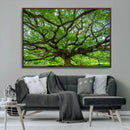 Ancient Tree Wall Art Canvas Print, Framed Sprawling by MyGreatCanvas | Canvas Wall Art Prints | Photo Prints & Wall Decor