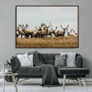 Elk Herd Wall Art Canvas Print – Framed Wildlife Photography