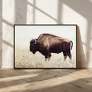 Bison in Field Wall Art Canvas Print For Farmhouse Barn
