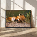 Sleeping Fox Wall Art Canvas Print, Farmhouse Wall Decor and