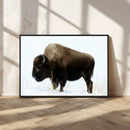 Bison Wall Art Canvas Print – Framed Western Wildlife by MyGreatCanvas | Canvas Wall Art Prints | Photo Prints & Wall Decor