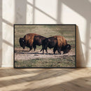 Bison Wall Art Canvas Print – Framed Western Wildlife Modern by MyGreatCanvas | Canvas Wall Art Prints | Photo Prints & Wall Decor