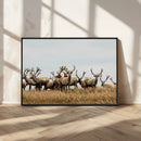 Elk Herd Wall Art Canvas Print – Framed Wildlife Photography