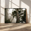 Misty Forest Wall Art Canvas Print, Tall Trees and Foggy by MyGreatCanvas | Canvas Wall Art Prints | Photo Prints & Wall Decor