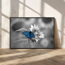 Blue Butterfly Black and White Canvas Wall Art by MyGreatCanvas | Canvas Wall Art Prints | Photo Prints & Wall Decor