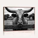 Black White Texas Longhorn Bull Canvas Wall Art, Western Ranch Cattle Photography Print, Rustic Farmhouse Cowboy Decor Artwork
