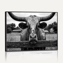 Black White Texas Longhorn Bull Canvas Wall Art, Western Ranch Cattle Photography Print, Rustic Farmhouse Cowboy Decor Artwork