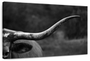 Texas Longhorn Cattle Wall Art