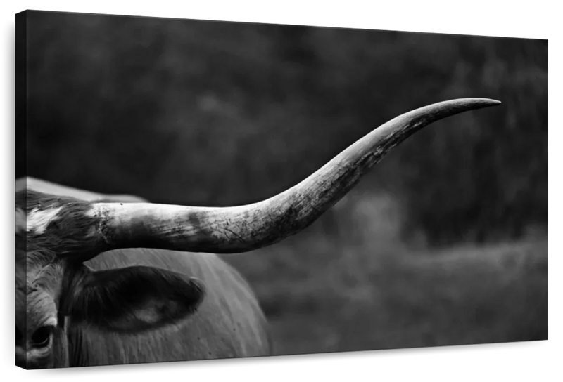 Texas Longhorn Cattle Wall Art