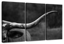 Texas Longhorn Cattle Wall Art