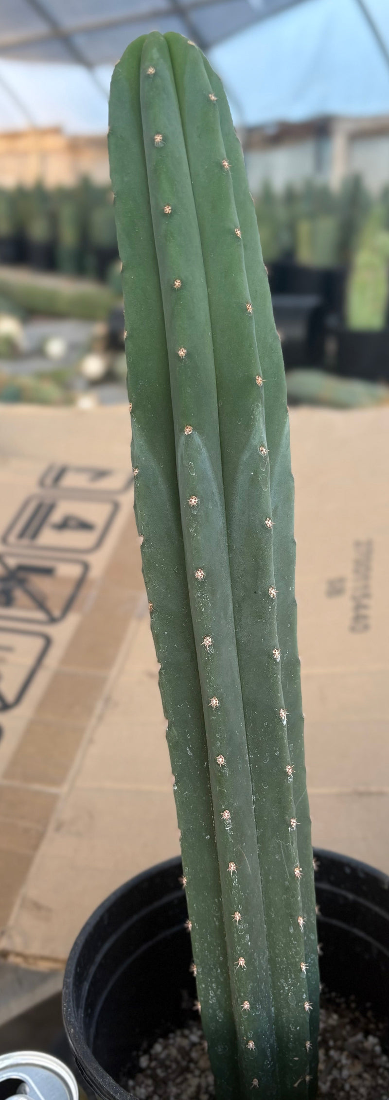 #EC245 EXACT Trichocereus Hybrid Scopulicola Helon X KT Ogun Cactus 18"