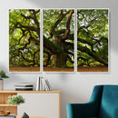 Angel Oak Tree Wall Art Canvas Print | Forest Tree Nature